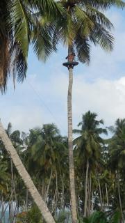 Dem Himmel ganz nah ein Gärtner bei der Arbeit