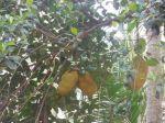 Reife Jackfruits