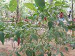 Scharfe Chilis im Garten des Angels Homes