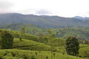 Mit dem Zug durch die Berge Sri Lankas