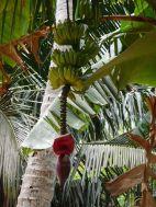 Es gibt über 30 verschiedene Bananensorten auf Sri Lanka