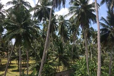 Blick auf die Palmen